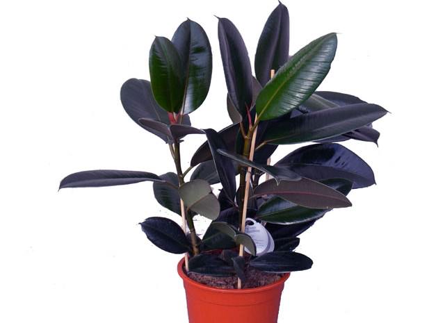 «Чёрный принц» (Ficus Black Prince)